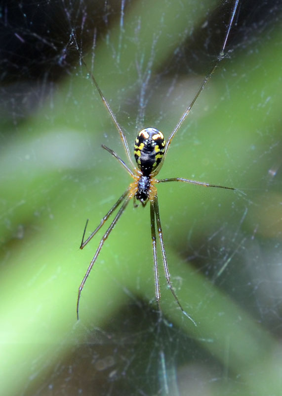 Neriene radiata  -  L''Aquila